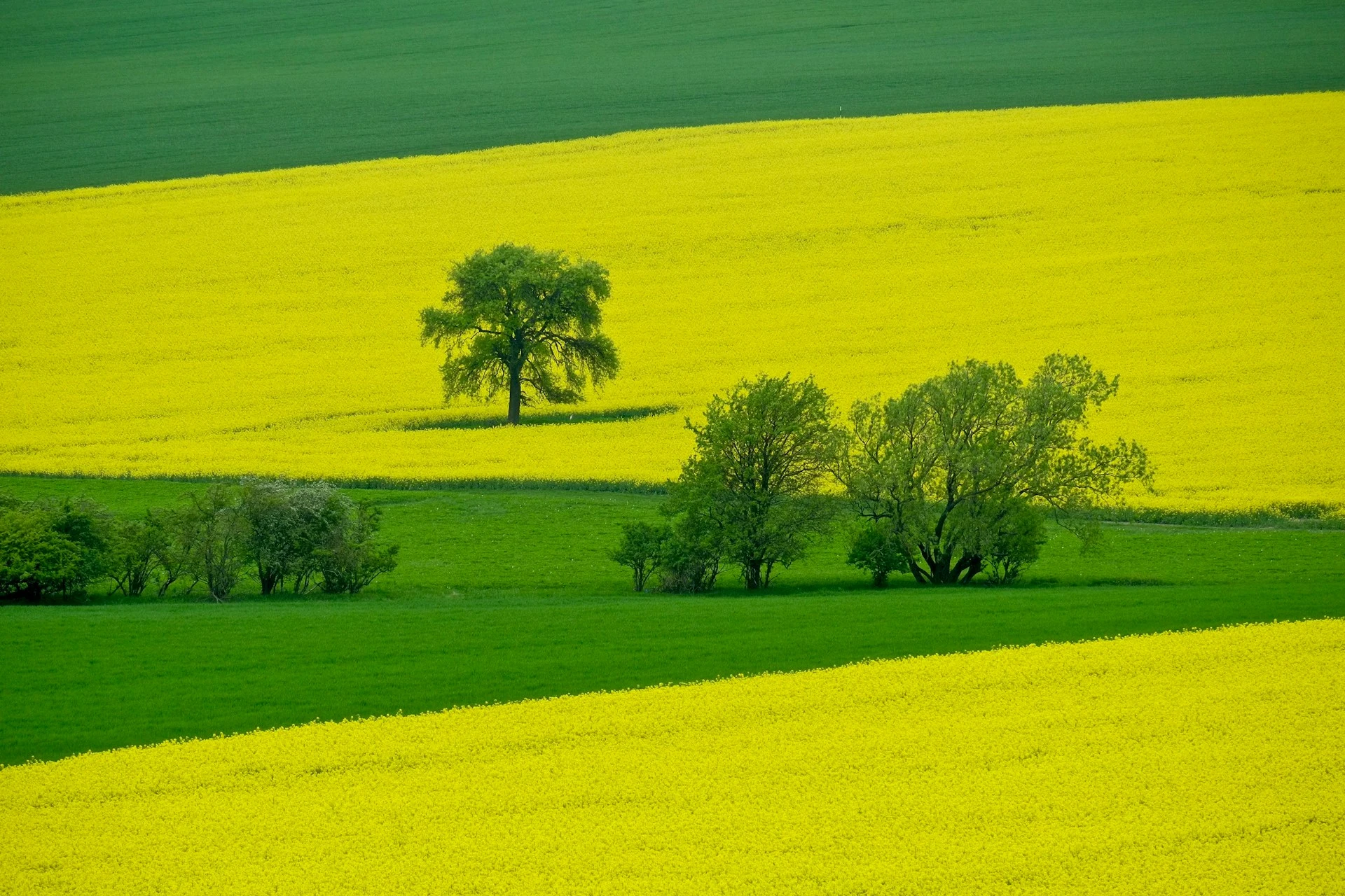 ceske_pole